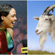 Illustration for article titled Tessa Thompson: Probably not a goat, but surprisingly cool with being compared to one